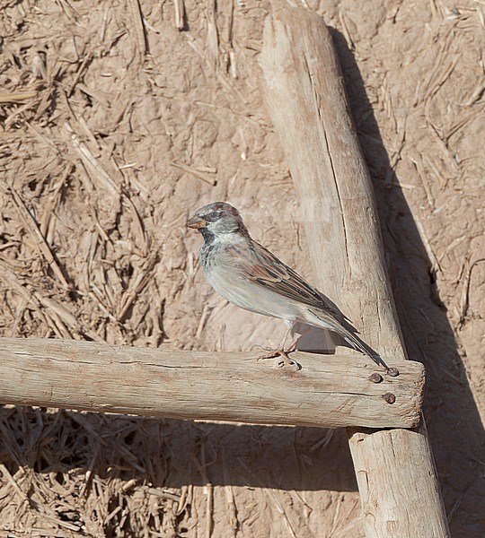 Male House Sparrow (Passer domesticus tingitanus) in Morocco. North African subspecies. stock-image by Agami/Marc Guyt,
