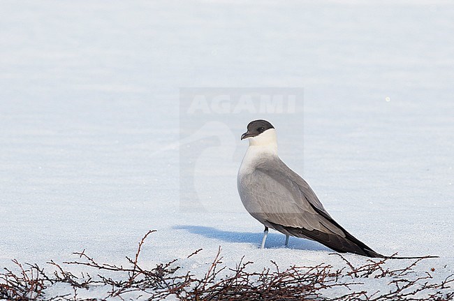 Long-tailed Skua (Stercorarius longicaudus) Vardö Norway May 2017 stock-image by Agami/Markus Varesvuo,