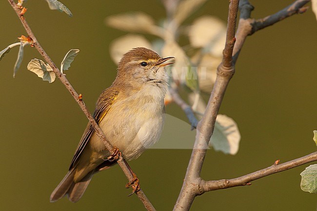 Willow Warbler - Fitis - Phylloscopus trochilus ssp. trochilus, Germany stock-image by Agami/Ralph Martin,