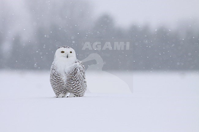 Sneeuwuil zittend in sneeuw; Snowy Owl perched in snow stock-image by Agami/Chris van Rijswijk,