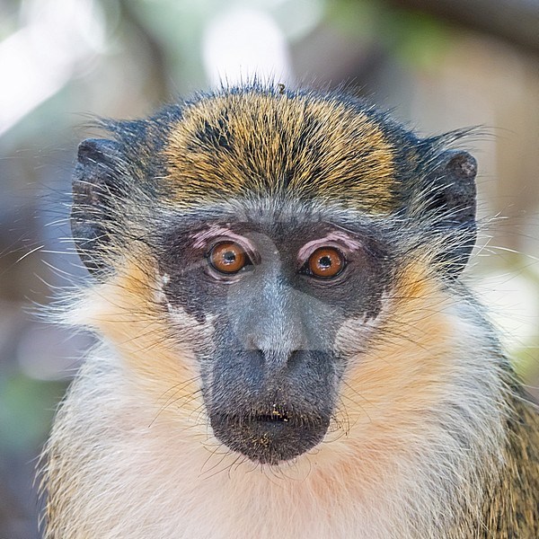 Vervet monkey (Chlorocebus pygerythrus) close-up stock-image by Agami/Hans Germeraad,