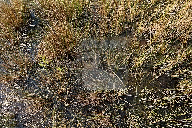 Grassen in Nationaal Park De Groote Peel; Grassen at National Park De Groote Peel stock-image by Agami/Marc Guyt,