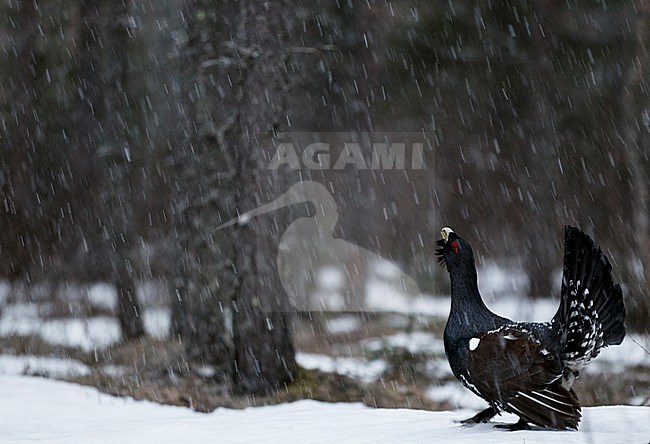 Mannetje Auerhoen roepend, Male Western Capercaillie calling stock-image by Agami/Markus Varesvuo,