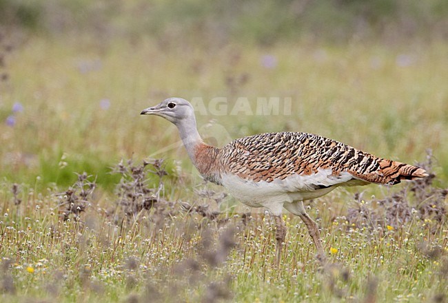 Vrouwtje Grote trap; Female Great Bustard stock-image by Agami/Markus Varesvuo,