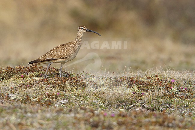 Whimbrel (Numenius phaeopus) on the tundra in Churchill, Manitoba, Canada. stock-image by Agami/Glenn Bartley,