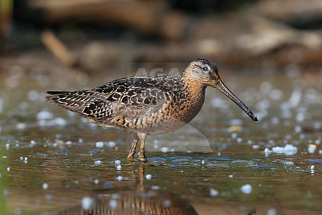Short-billed Dowitcher  (Limnodromus griseus) pair taken the 24/06/2022 at Anchorage - Alaska - USA stock-image by Agami/Aurélien Audevard,