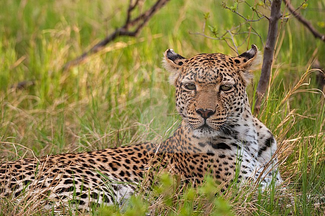 Portrait of a leopard, Panthera pardus, resting in the grass. Khwai Concession, Okavango Delta, Botswana. stock-image by Agami/Sergio Pitamitz,