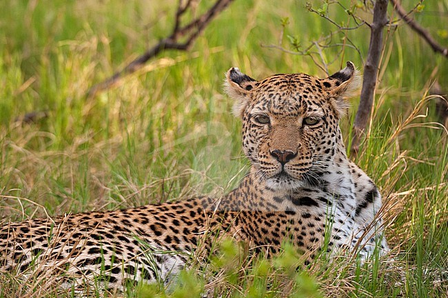 Portrait of a leopard, Panthera pardus, resting in the grass. Khwai Concession, Okavango Delta, Botswana. stock-image by Agami/Sergio Pitamitz,