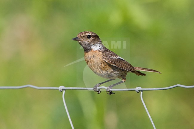 Onvolwassen mannetje Roodborsttapuit; Immature male uropean Stonechat stock-image by Agami/Daniele Occhiato,