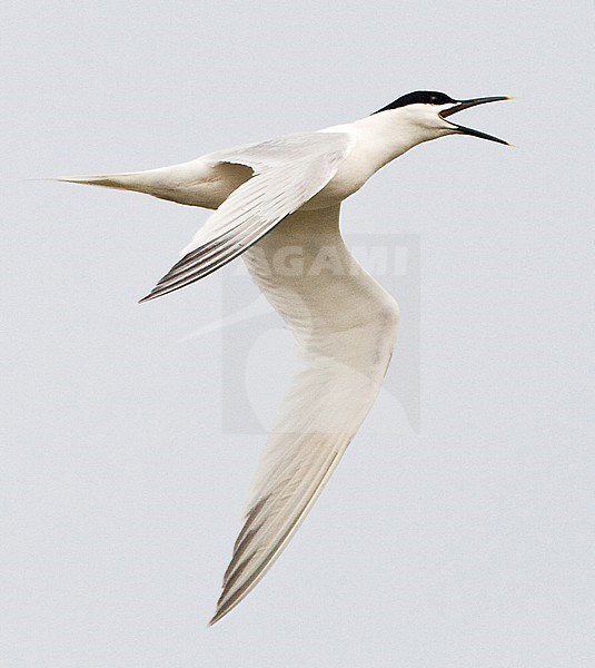 Adult Sandwich Tern (Sterna sandvicensis) in flight on Texel, Netherlands. stock-image by Agami/Marc Guyt,