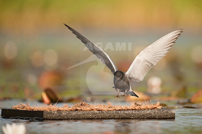Zwarte Stern op kunstmatig nest; Black Tern at artificial nest stock-image by Agami/Han Bouwmeester,
