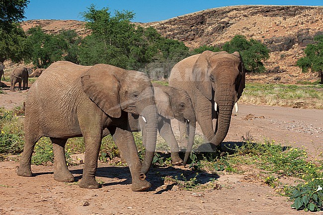 Elephants walk and graze in arid grasslands in the Kunene Region. Damaraland, Huab River Valley, Kunene, Namibia. stock-image by Agami/Sergio Pitamitz,