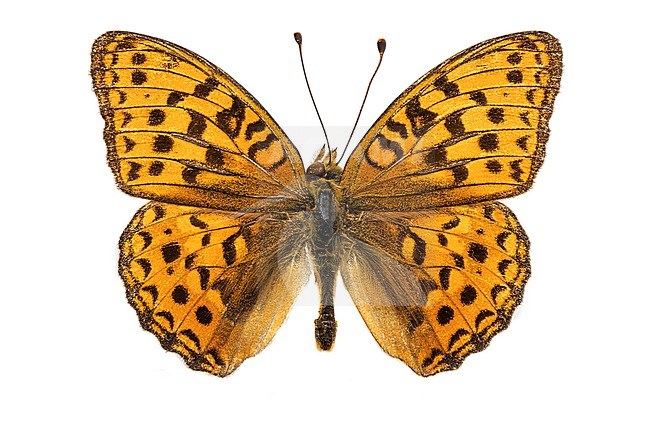 High brown fritillary, Bosrandparelmoervlinder, Argynnis adippe stock-image by Agami/Wil Leurs,
