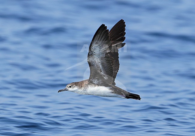 Persian Shearwater (Puffinus persicus) off Mirbat in Oman. Side view of bird in flight showing under wing pattern. stock-image by Agami/Aurélien Audevard,