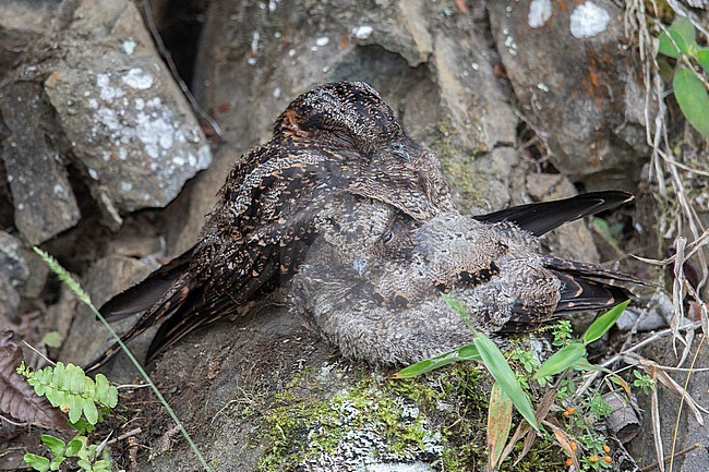 A female Lyre-tailed Nightjar (Uropsalis lyra lyra) with a child at Queremal, Colombia. stock-image by Agami/Tom Friedel,