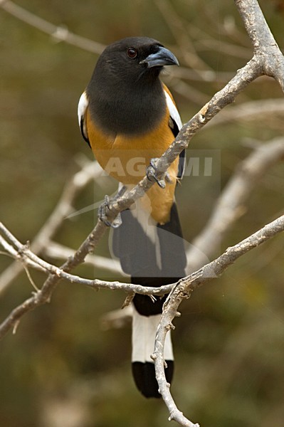Zwerfekster, Rufous Treepie, Dendrocitta vagabunda stock-image by Agami/Marc Guyt,