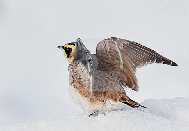 Shore Lark (Eremophila alpestris) Vantaa Finland February 2018 stock-image by Agami/Markus Varesvuo,