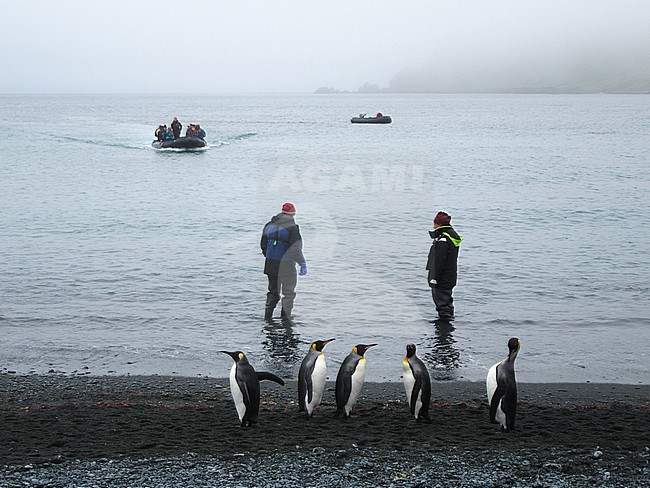 Zodiac landing on the beach of Macquarie Island, subantarctic Australia. Five King Penguins )Aptenodytes patagonicus) standing nearby. stock-image by Agami/Marc Guyt,