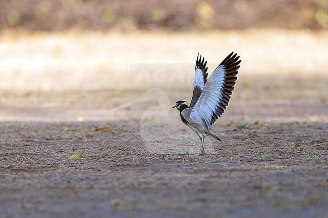 Black-headed Lapwing (Vanellus tectus) stretching its wings. stock-image by Agami/David Monticelli,