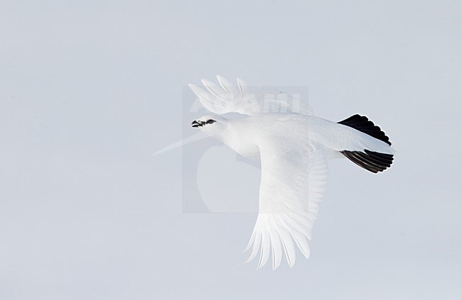 Ptarmigan(Lagopus muta) Utsjoki April 2013 stock-image by Agami/Markus Varesvuo,