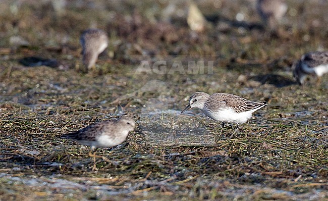 Late autumn adult Semipalmated Sandpiper (Calidris pusilla) foraging at the coast of the United States. stock-image by Agami/Ian Davies,