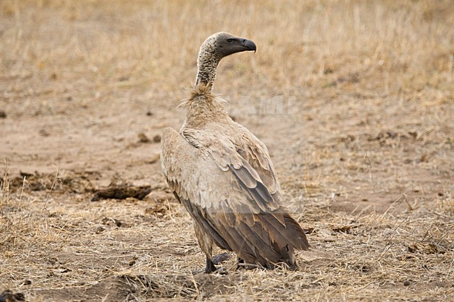 Witruggier, African White-backed Vulture, Gyps africanus stock-image by Agami/Marc Guyt,