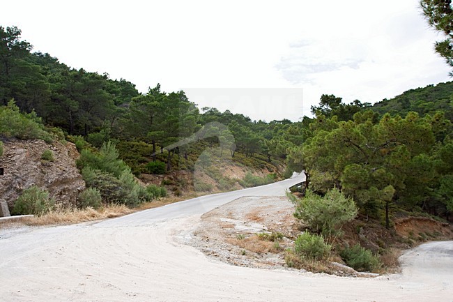 Naaldbos op Lesbos; Pine forest on Lesvos stock-image by Agami/Marc Guyt,