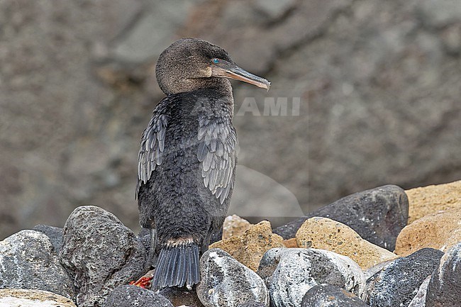 Flightless Cormorant, Nannopterum harrisi, on the Galapagos Islands, part of the Republic of Ecuador. Only found on just two islands; Fernandina, and the northern and western coasts of Isabela. stock-image by Agami/Pete Morris,