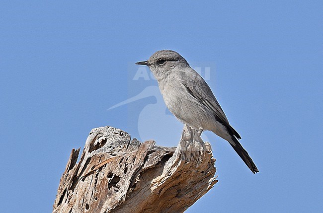 Blackstart (Oenanthe melanura) in Oman stock-image by Agami/Eduard Sangster,
