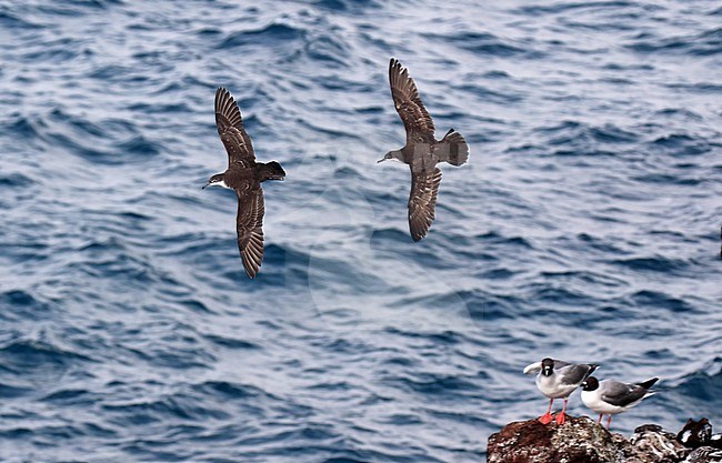 Galapagos Shearwater (Puffinus subalaris) in flight at the Galapagos islands, Ecuador. Two birds chasing each other with Swallow-tailed Gulls in the background. stock-image by Agami/Dani Lopez-Velasco,
