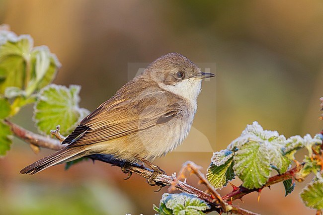 Lesser Whitethroat, Braamsluiper stock-image by Agami/Ralph Martin,