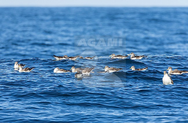 Cory's Shearwater (Calonectris borealis) off the coast of the Isles of Scilly, Cornwall, England. Raft of shearwaters swimming at sea. stock-image by Agami/Marc Guyt,