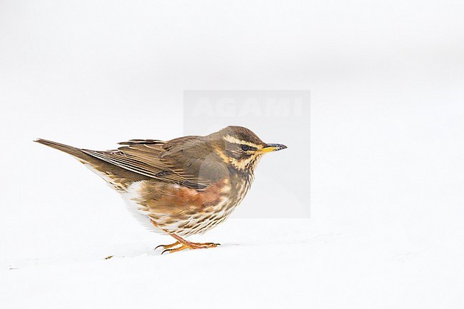 Redwing, Turdus iliacus portrait of thrush in the snow seen from the side stock-image by Agami/Menno van Duijn,