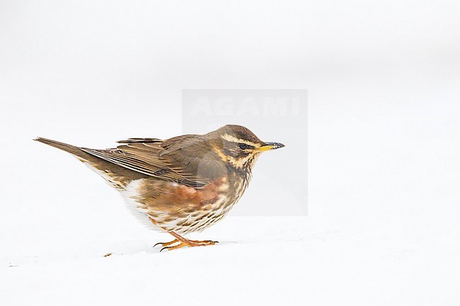 Redwing, Turdus iliacus portrait of thrush in the snow seen from the side stock-image by Agami/Menno van Duijn,