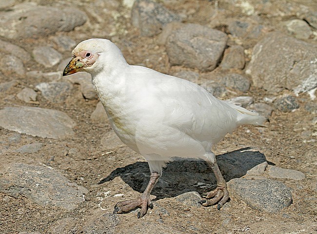 Snowy Sheathbill (Chionis albus) stock-image by Agami/Pete Morris,