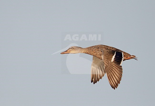 Vrouwtje Wilde Eend in de vlucht; Female Mallard in flight stock-image by Agami/Markus Varesvuo,