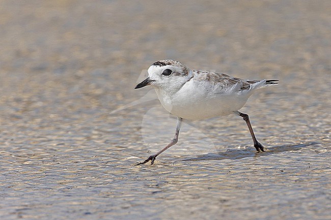 Snowy Plover, Charadrius nivosus, running at the beach in the Dominican Republic. stock-image by Agami/Pete Morris,