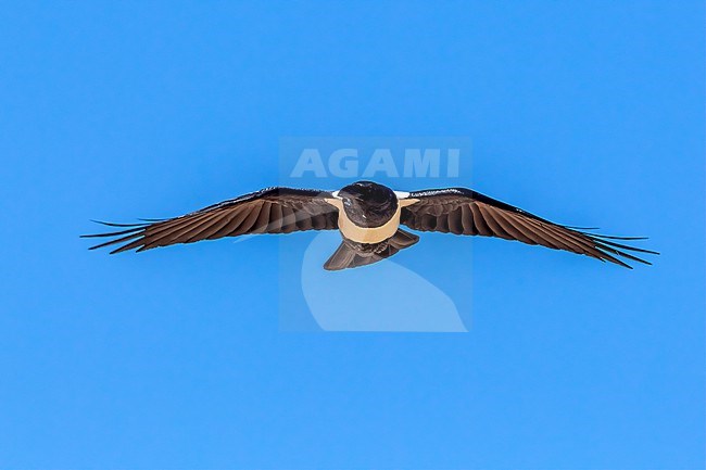 Adult Pied Crow (Corvus albus) near café Chtoukan, Western Sahara. stock-image by Agami/Vincent Legrand,