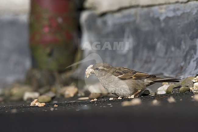 House Sparrow; Huismus stock-image by Agami/Marc Guyt,