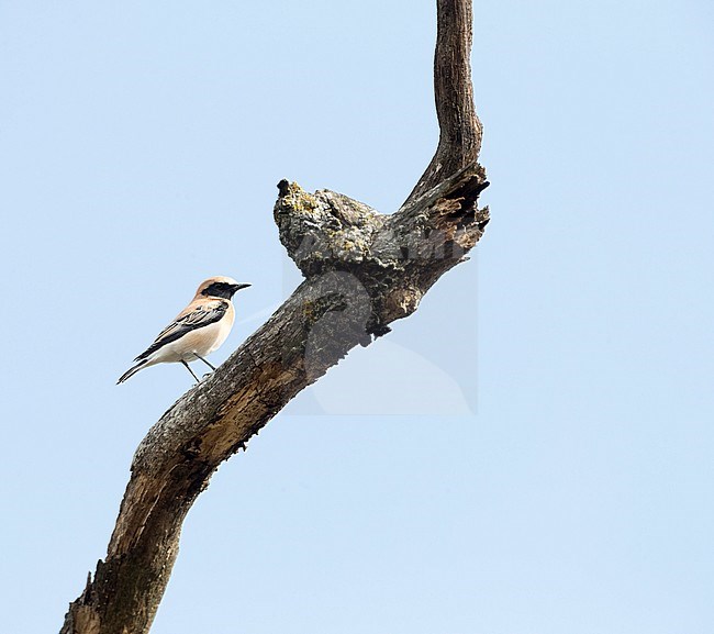 Adult male Western Black-eared Wheatear (Oenanthe hispanica) in autumn plumage (moulting to winter plumage) in late August in northern Spain stock-image by Agami/Marc Guyt,