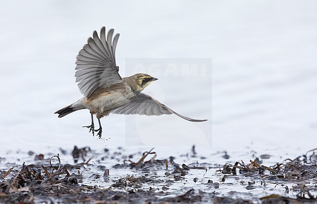 Horned Lark (Eremophila alpestris ssp.flava) in flight at a beach in Vedbæk, Denmark stock-image by Agami/Helge Sorensen,