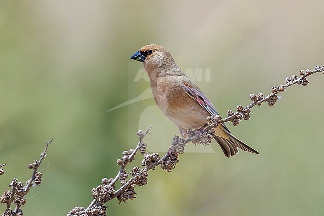 Male Desert Finch perched on a branch in Turkey. May 22, 2010. stock-image by Agami/Vincent Legrand,