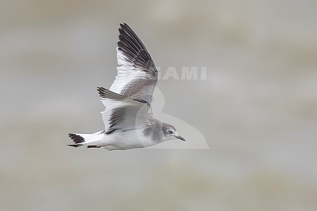 Juvenile transition to 1st winter plumage Sabine's Gull (Xema sabini)
Ijmuiden, the Netherlands stock-image by Agami/Vincent Legrand,