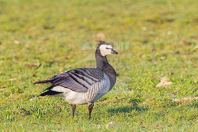 Barnacle Goose standing; Brandgans staand stock-image by Agami/Menno van Duijn,
