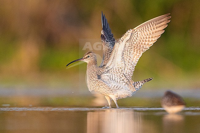 Eurasian Whimbrel (Numenius phaeopus), side view of an adult standing in the water with opened wings, Campania, Italy stock-image by Agami/Saverio Gatto,
