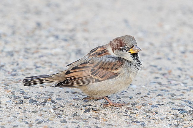 Male House Sparrow in winter plumage stock-image by Agami/Arnold Meijer,