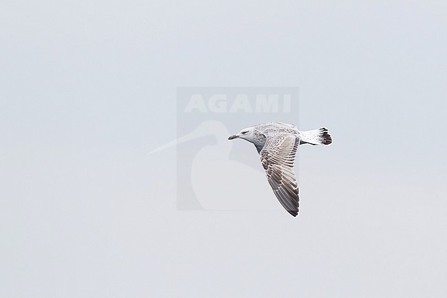 immature or second winter caspian gull (larus cachinnans) in flight, found offshore at North Sea in German Bight stock-image by Agami/Mathias Putze,