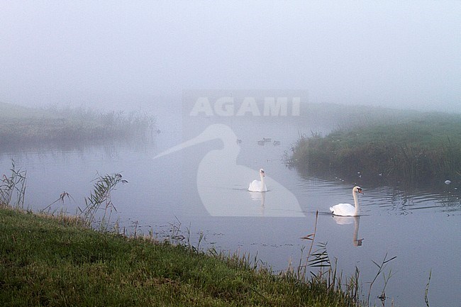 Knobbelzwaan zwemmend op mistige ochtend tijdens zonsopkomst; Mute Swan swimming at misty morning at sunrise stock-image by Agami/Menno van Duijn,