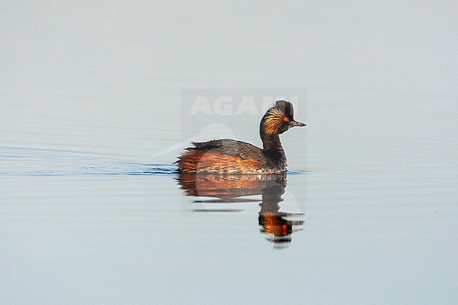 Adult Black-necked Grebe (Podiceps nigricollis) in breeding plumage swimming at the Groene Jonker near Nieuwkoop in the Netherlands. stock-image by Agami/Marc Guyt,