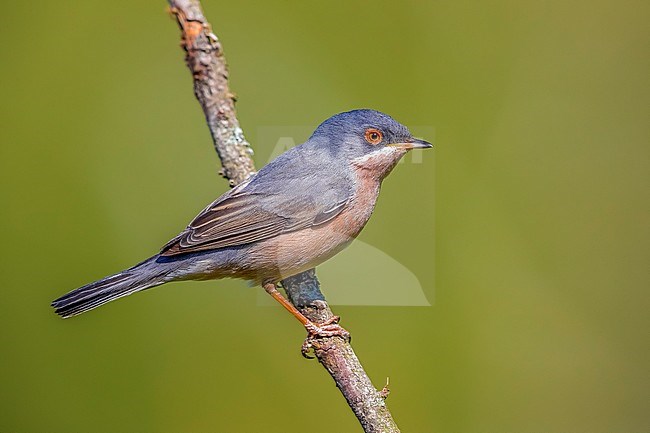 Male Moltoni's Warbler (Curruca subalpina) perched on a branch in Firenzuola, Florence, Tuscani, Italy. stock-image by Agami/Vincent Legrand,